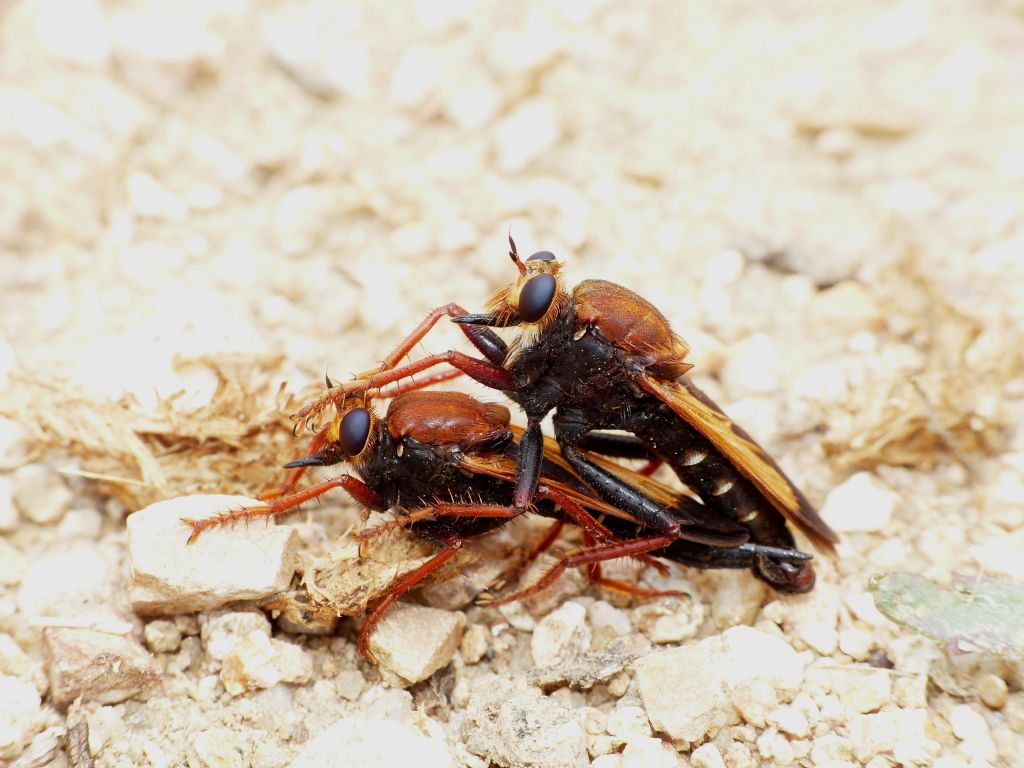 Cosa non si fa per una foto! (Asilus barbarus)